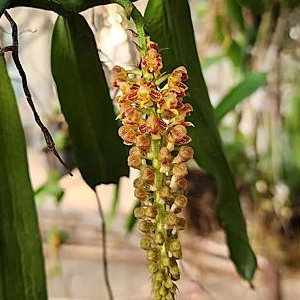 anggrek robiquetia tanaman hias anggrek hutan