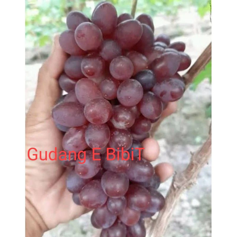 Bibit Anggur Jupiter Anggur Import