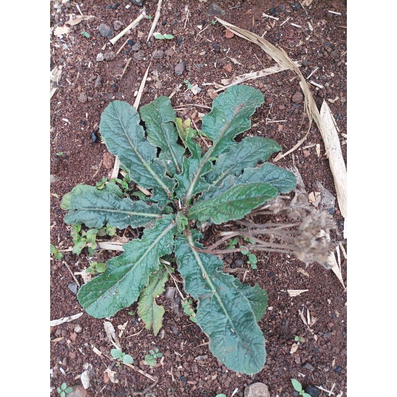 

100 gram daun tapak liman