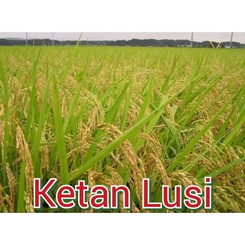 BENIH PADI KETAN LUSI LABEL PUTIH BIBIT PADI KETAN BERSERTIFIKAT