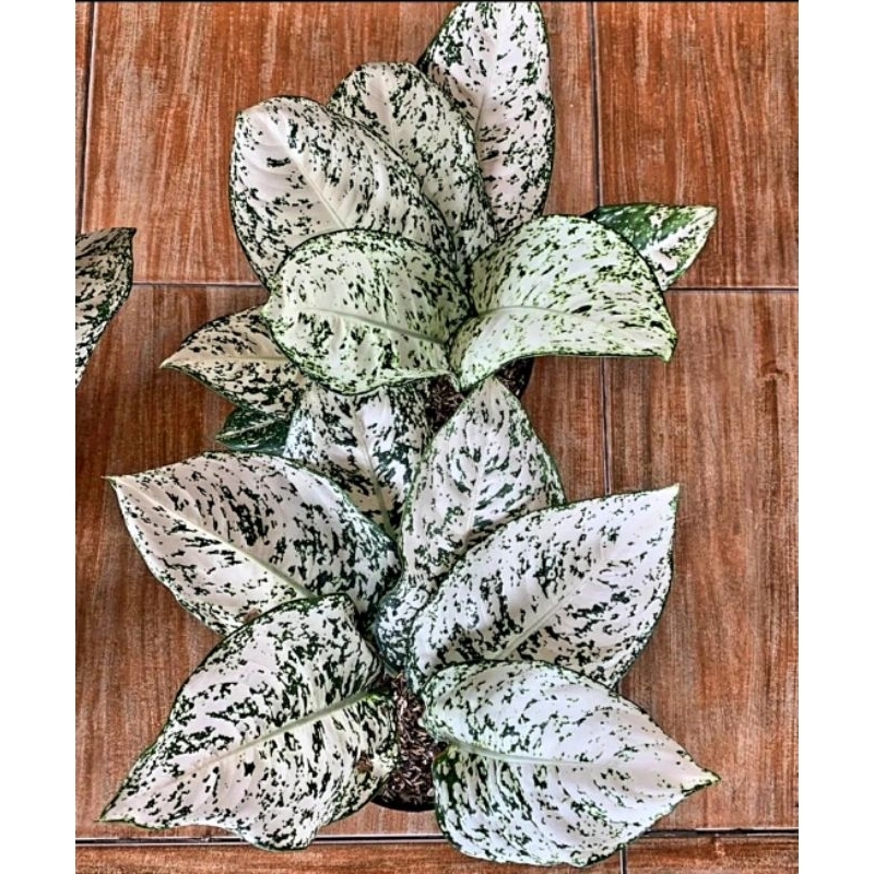 Aglonema Big Leaf Mutasi Super White/ Aglaonema Big Leaf Tanian Lokal Tanaman Hias Bunga Aglaonema M