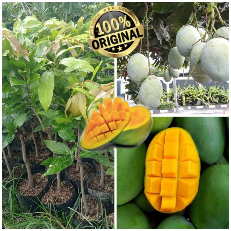 mangga madu