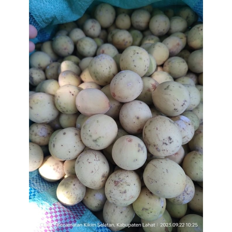 

BUAH DUKU