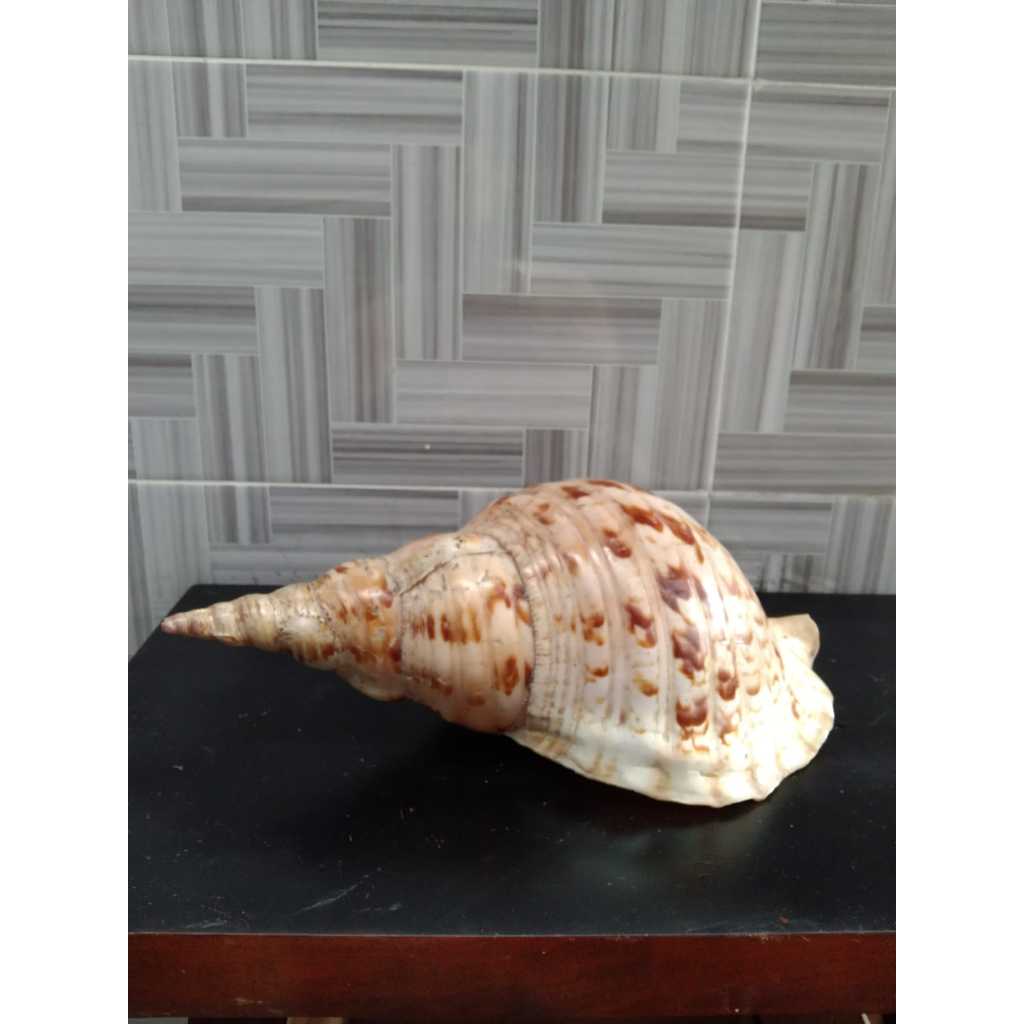 Kerang Triton Asli Kuno Jadul Antik