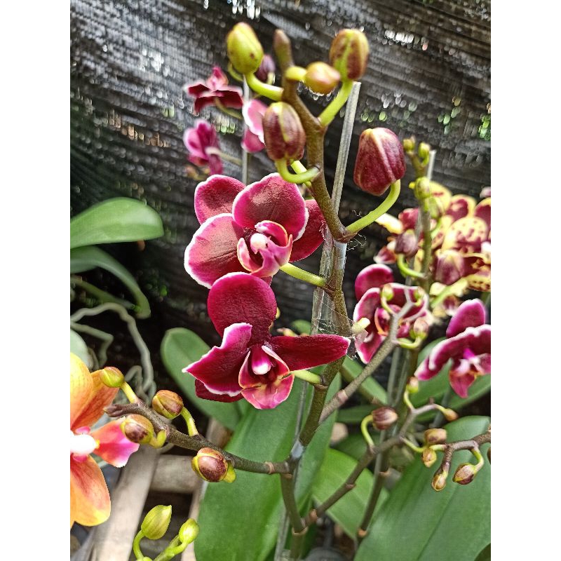 Bundling 2 Angbul Mini Berbunga