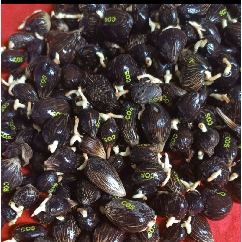 100 butir Benih Sawit PPKS DXP MEDAN asli