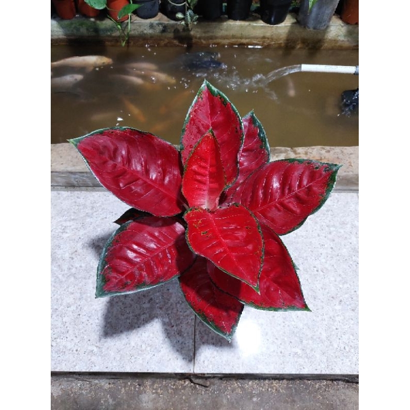 aglonema suksom induk