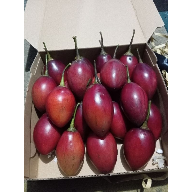 

terong belanda fresh