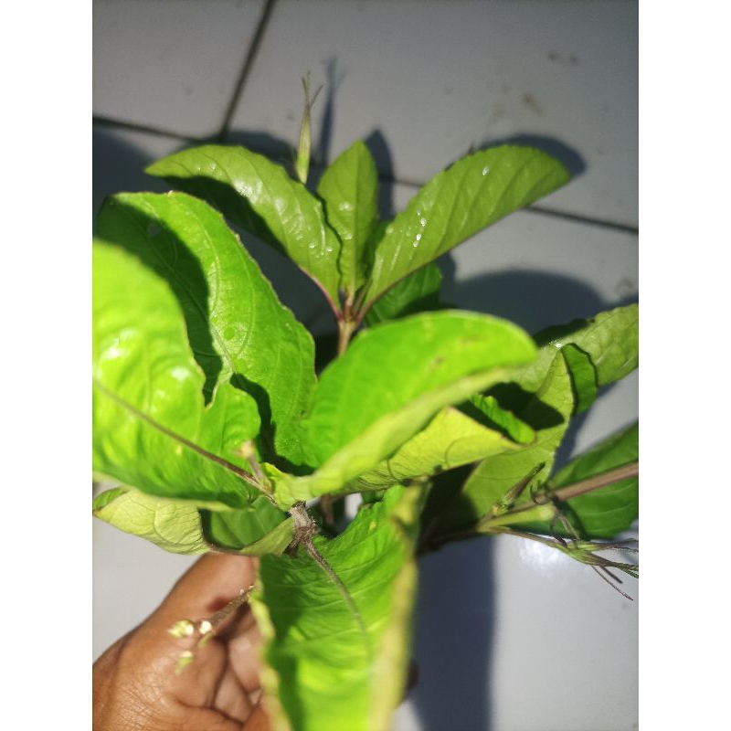 

100 gram daun kencana ungu/peletosan