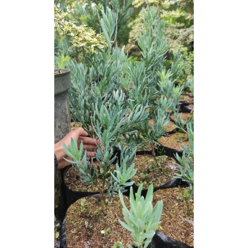 bibit lohansung blue ice original