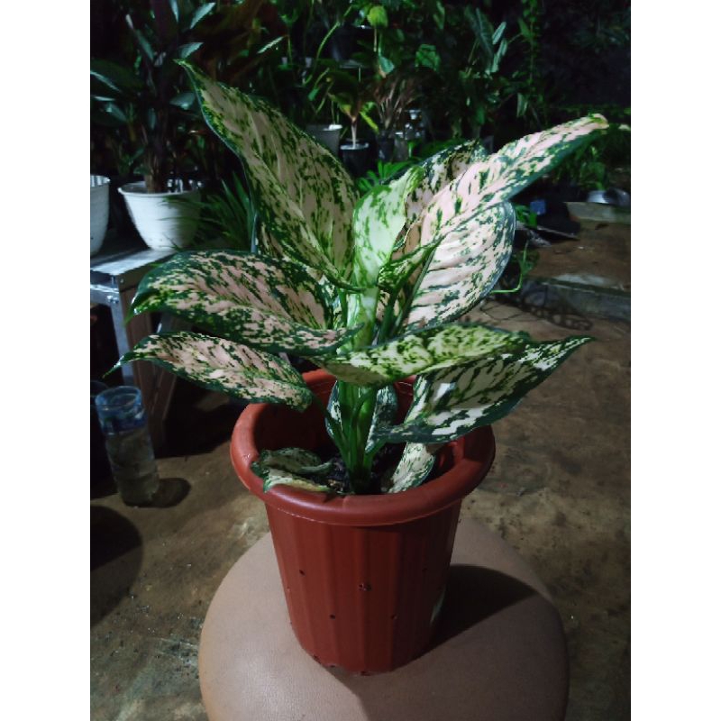 Aglonema Ruby Orange rawatan