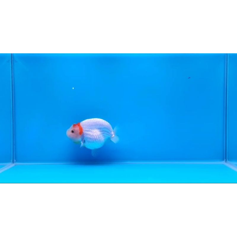 Ikan mas koki Ranchu RW Bufalo size 13cm