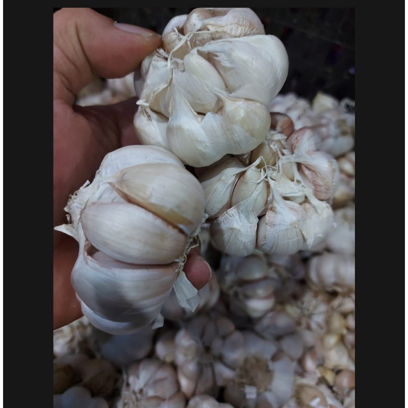 

BAWANG PUTIH HONAN BERSIH 1 KG