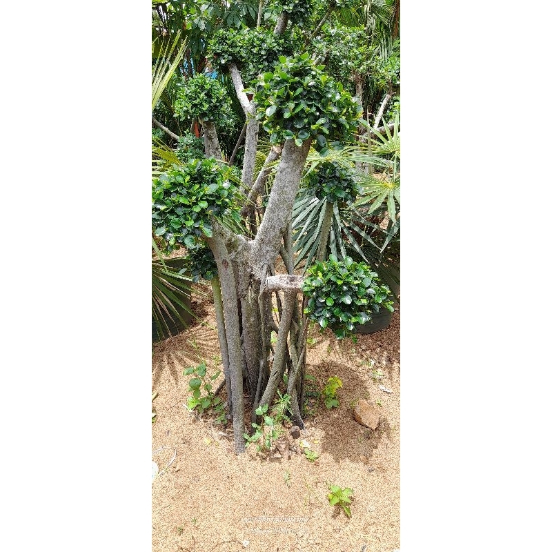 bonsai beringin micro - bonsai - beringin korea