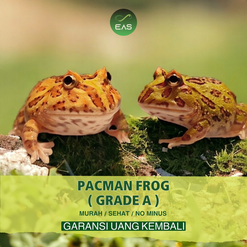 PELET KODOK PACMAN FROG MULUS SEHAT NO MINUS