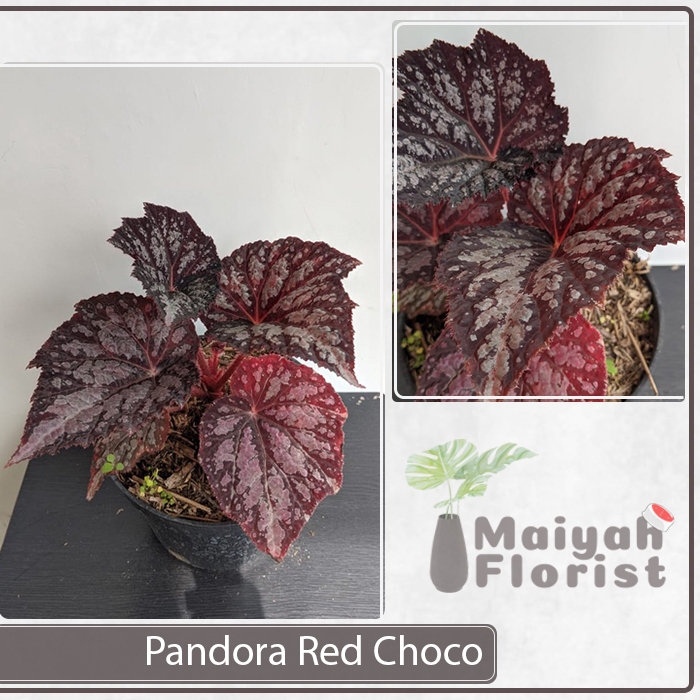Tanaman Hias Hidup Begonia Pandora Red Choco