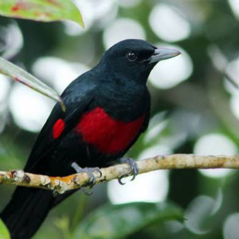 burung-kepodang-dada-merah