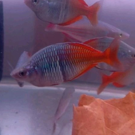 Rainbow Bosemani Utter Wild