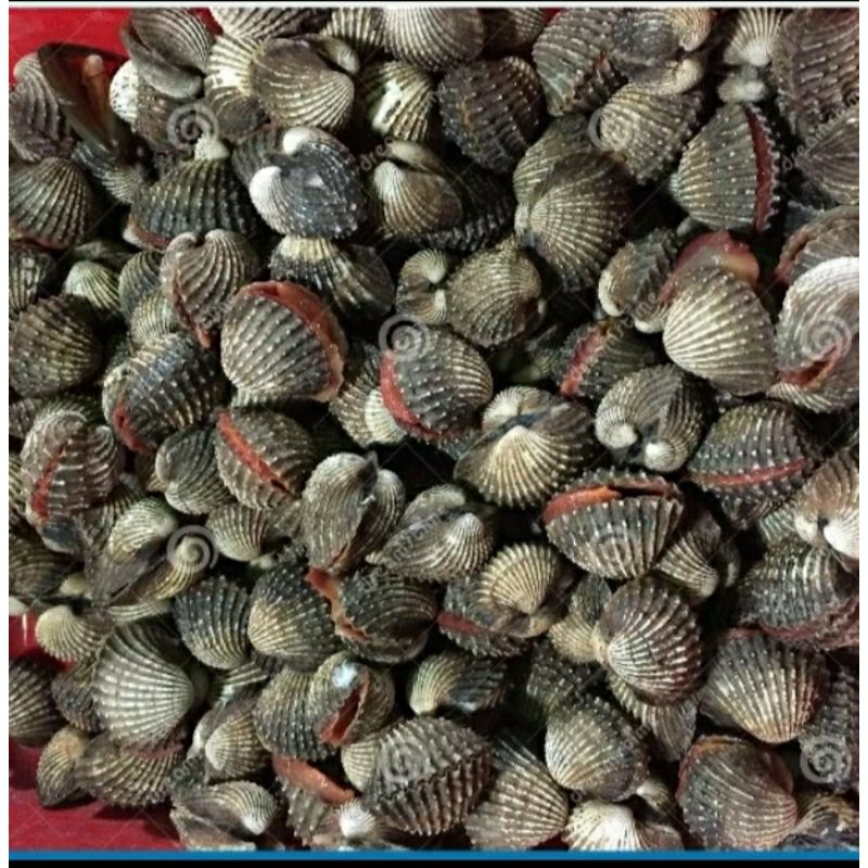 

Kerang Dara Segar Per 1 Kg Dekat Bintaro BSD Jakarta