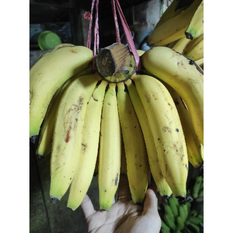 

PISANG AMBON BESAR JUMBO 1 SISIR / JAMIN SEGAR