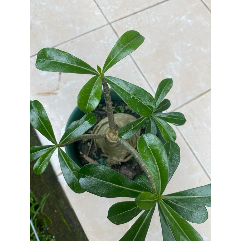 adenium bongol besar