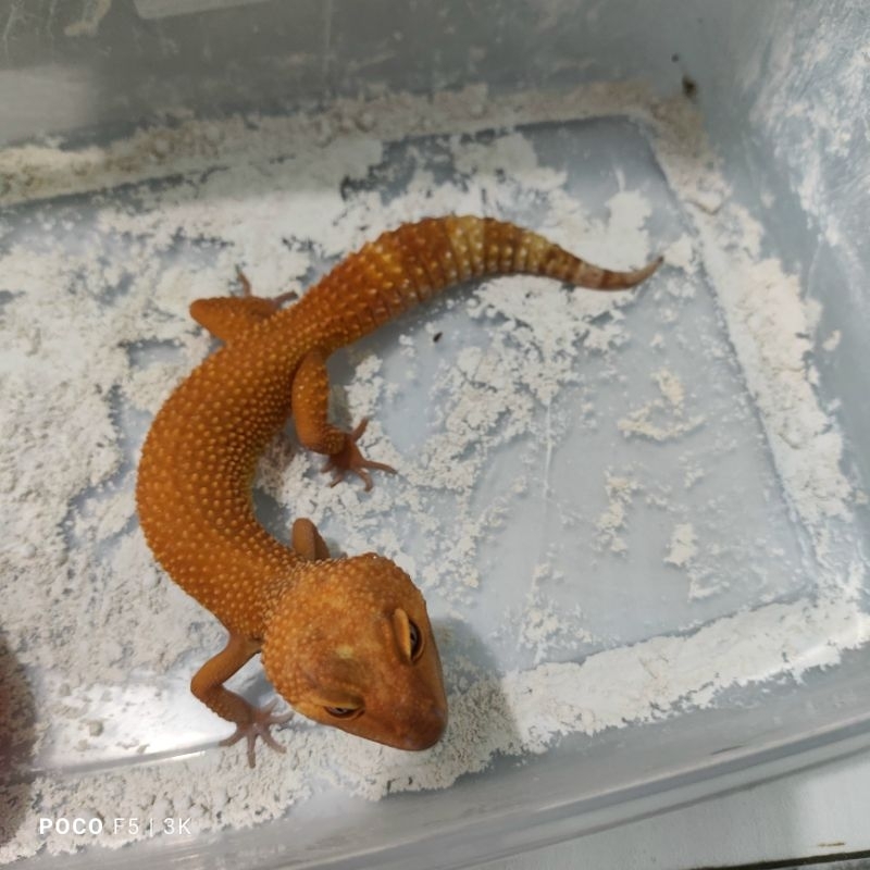 Mainan Anak Gecko Sunglow 1