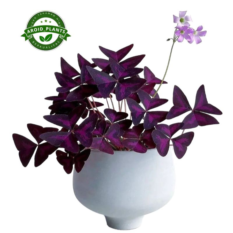 Tanaman Hias Oxalis Trianguralis Ungu - Pohon Oxalis Kupu kupu Ungu