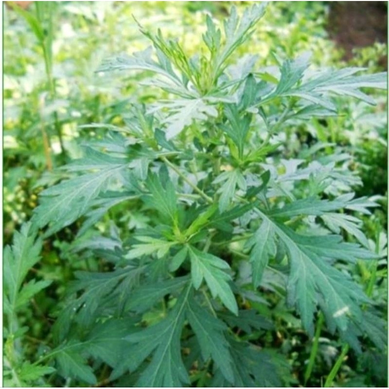 

DAUN SADAMALU // DAUN BARU CINA NGAI ARTEMISIA VULGARIS MUGWORT ORGANIK 1kg