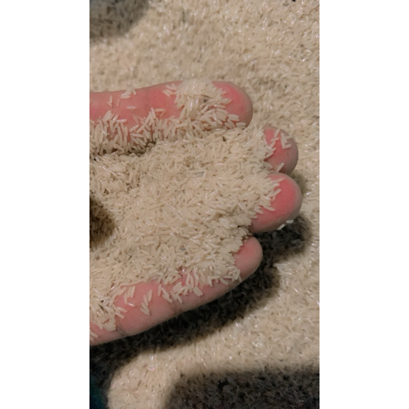 telur jangkrik alam super bergaransi