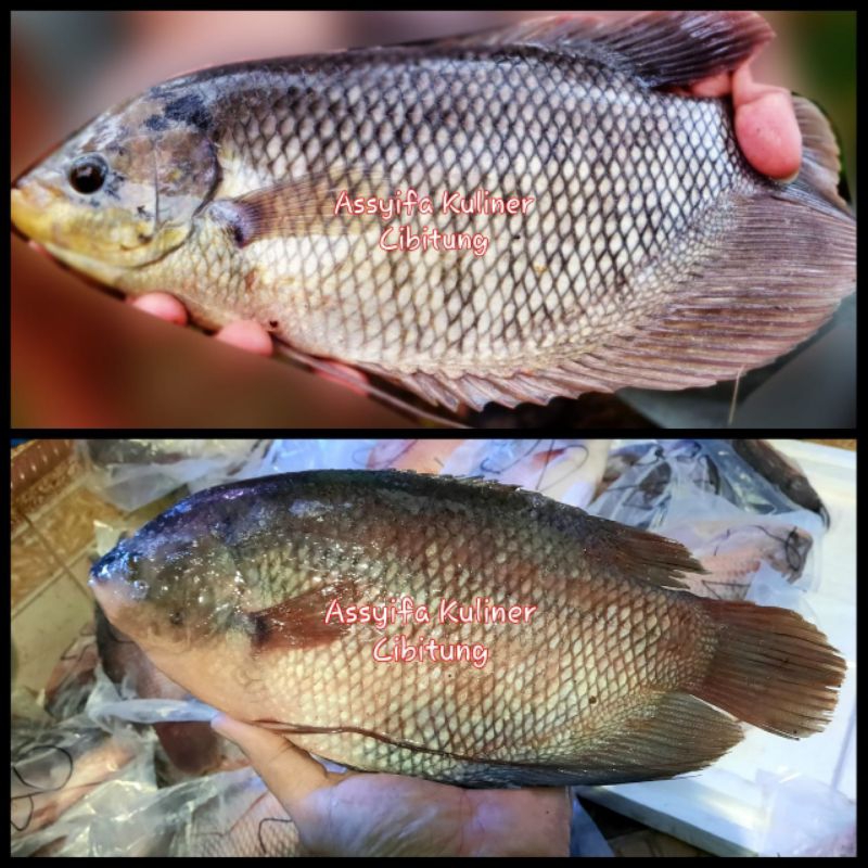 

Ikan Gurame/ Gurami Premium Utuh Murah Berkwalitas