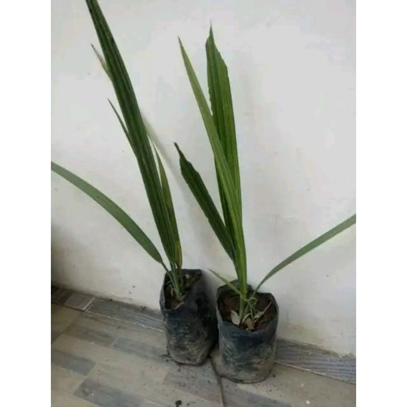 bibit tanaman buah kurma arab