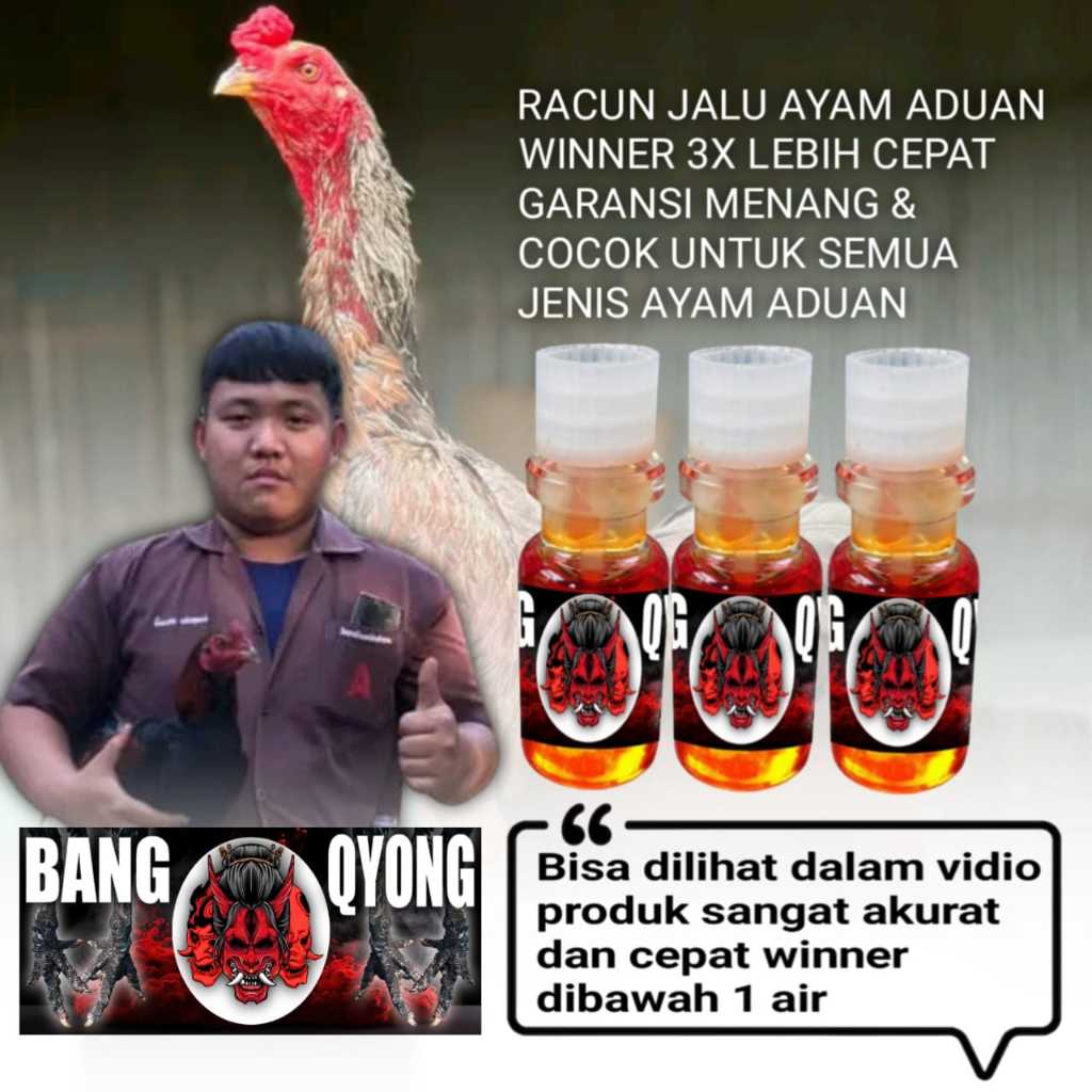 ayam bangkok pakhoy asli vitamin jago racun jalu bangqyong