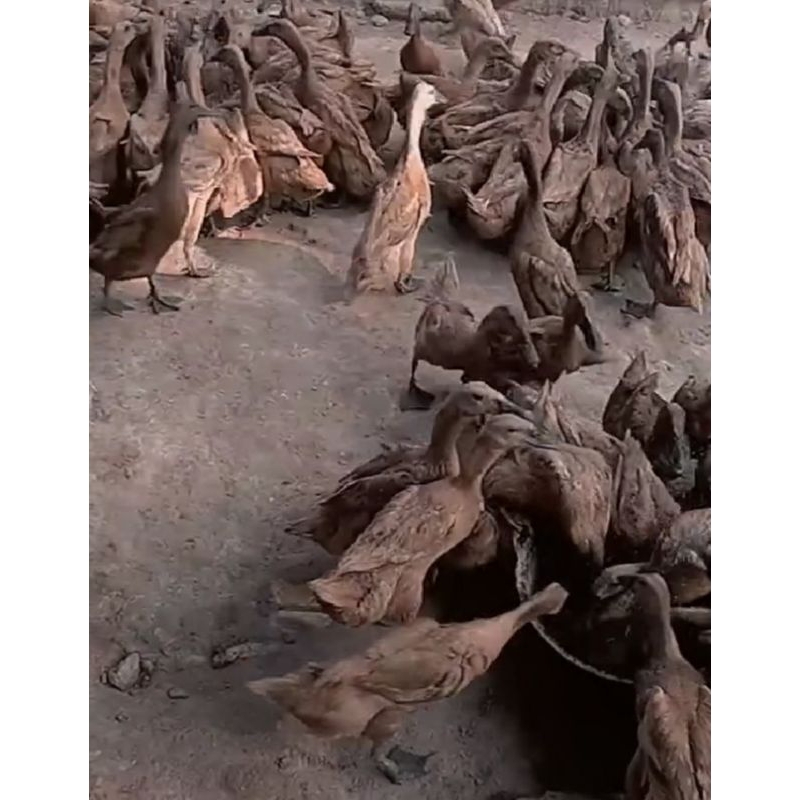 

telur fertil bebek blitar besar big long buat di tetaskan asli blitar