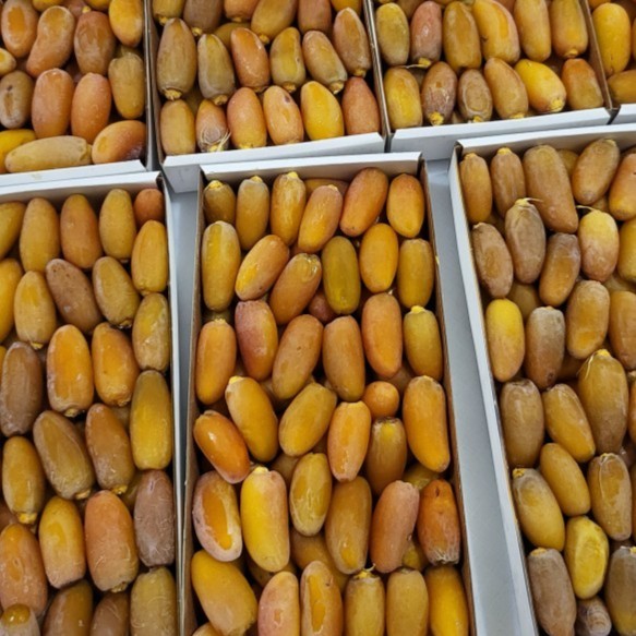 

KURMA RUTHOB KURMA 1 kg tangkai/nontangkai FRESH LANGSUNG DARI LIBYA
