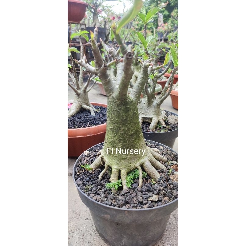 Adenium Thaisoco