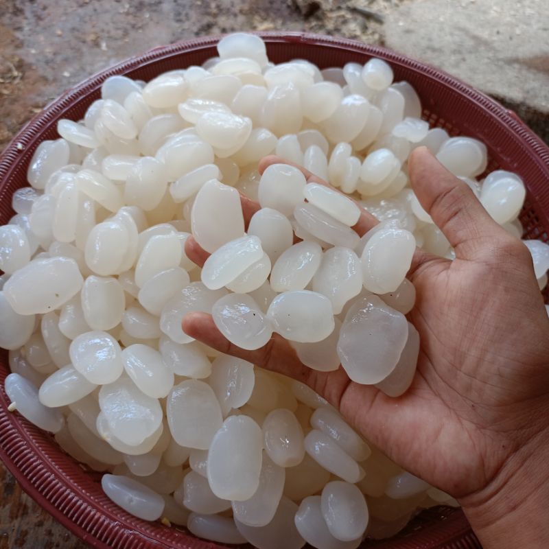 

Biji Kolang Kaling 100% Asli Kenyal 1Kg Tanpa pengawet Super Bersih