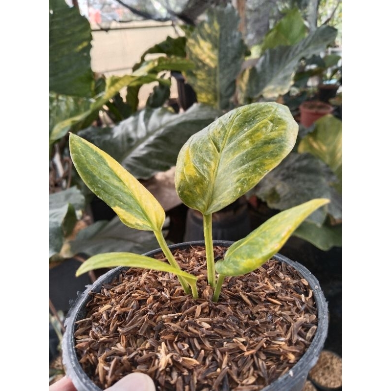 anthurium cobra catalog varigata  ( Hybrid)