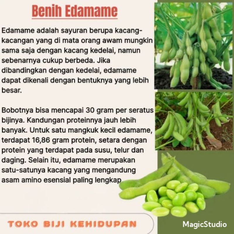 40 BIJI BENIH EDAMAME/KEDELAI EDAMAME