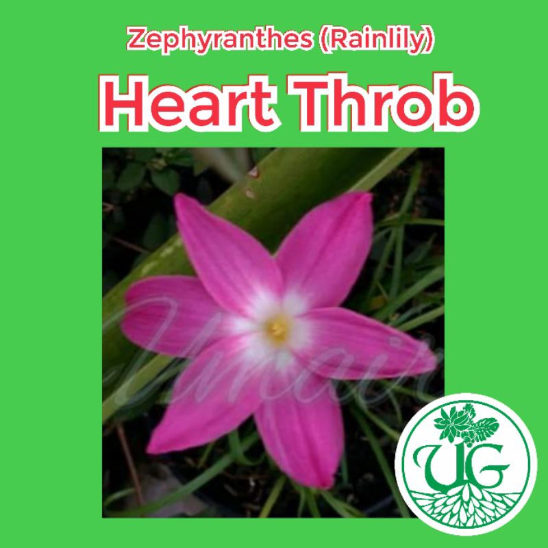 Umbi zephyranthes Heart Throb ( zephyranthes / Rain lily )