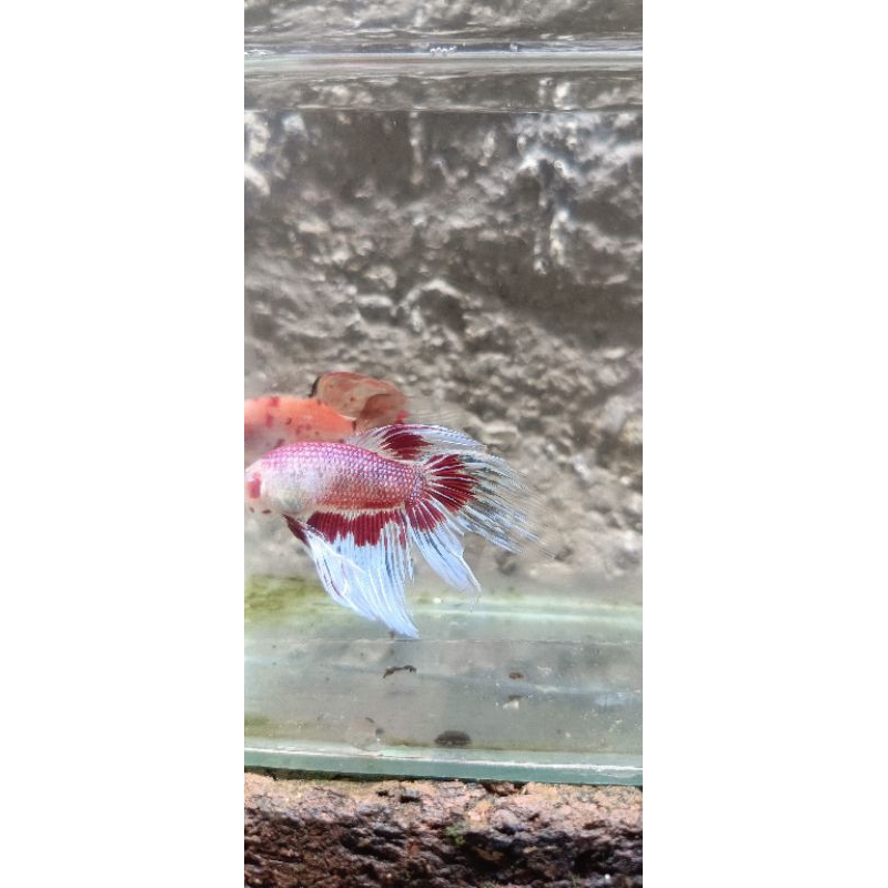 cupang veiltail slayer Fancy Candy