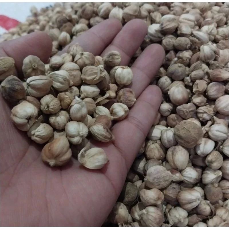 

Kapulaga Jawa 100gr / Kapulaga Lokal / Cardamon