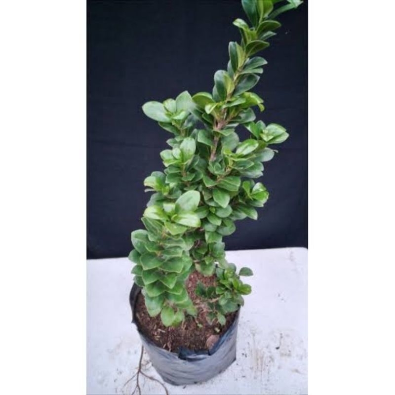 Bibit beringin kompakta 40-50cm-bahan bonsai