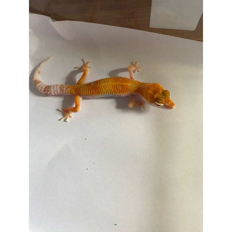 mainan leopard gecko