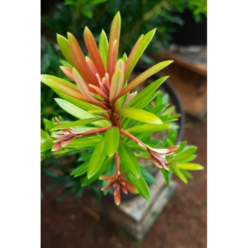 Paket 20 pucuk/entres lohansung pucuk merah import