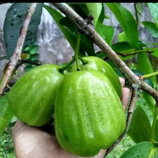 MJR653 Penjualan TerbaikCOD Bibit Jambu Air Kiojok