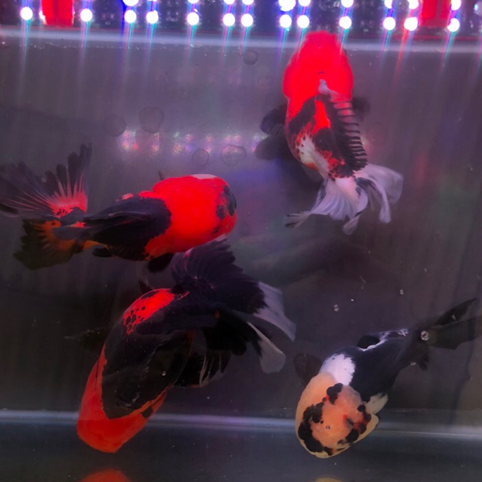 Beli Lebih Hemat Banyak Ikan Hias Mas Koki Oranda 3color Tricolor 3c Panda HIGH QUALITY