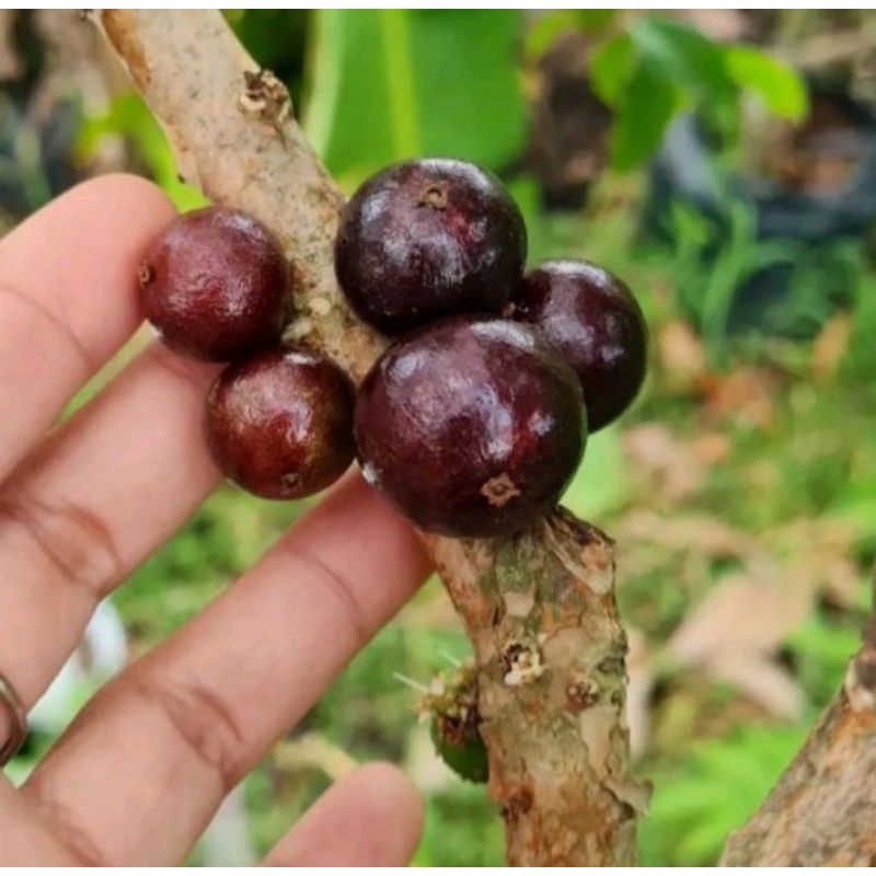 Bibit Anggur Brazil Sabara Batang Besar Kirim Full Media