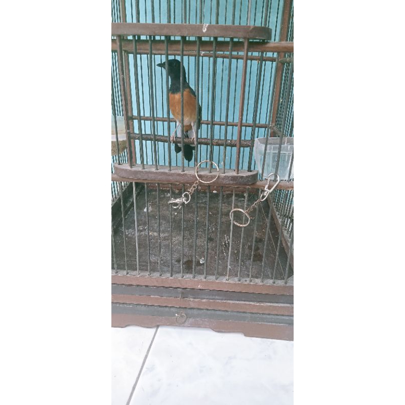 Murai Batu Medan Betina Siapan Ternak