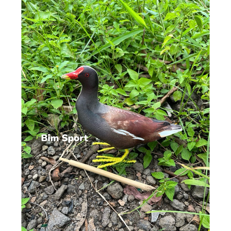 Patung Pemikat Burung Mandar / Mandar Batu / Mandar Besar