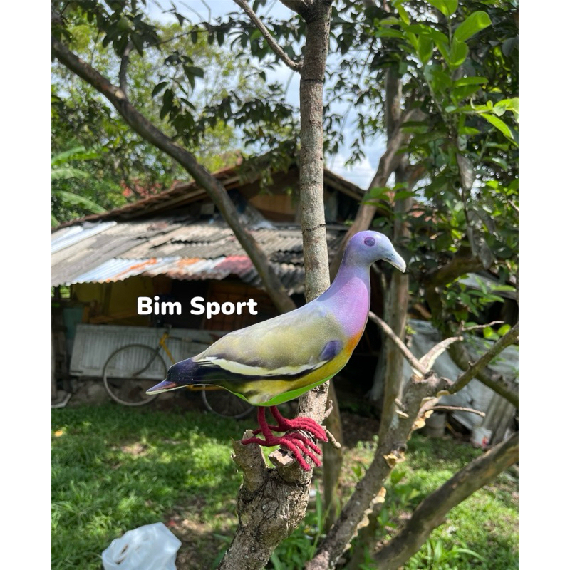 Jontrot Pemikat Burung Punai Gading Betina